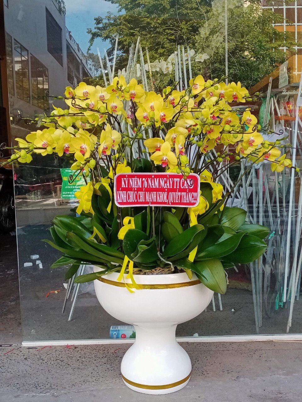 HOA LAN HỒ ĐIỆP 44