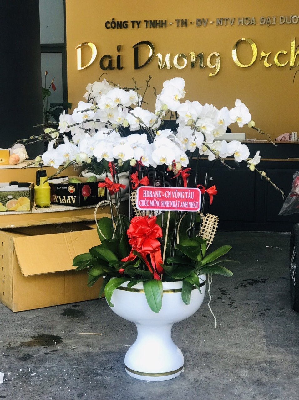 HOA LAN HỒ ĐIỆP 45