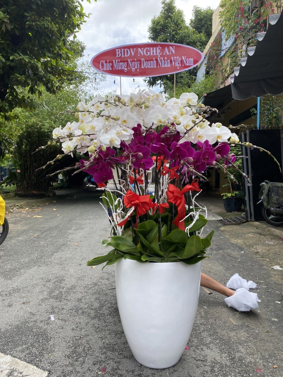 HOA LAN HỒ ĐIỆP 47
