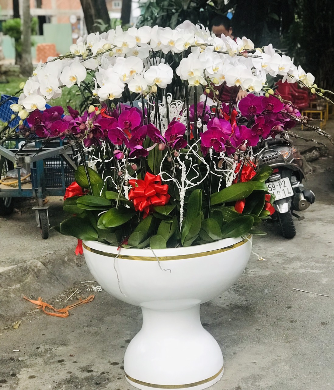 HOA LAN HỒ ĐIỆP 48