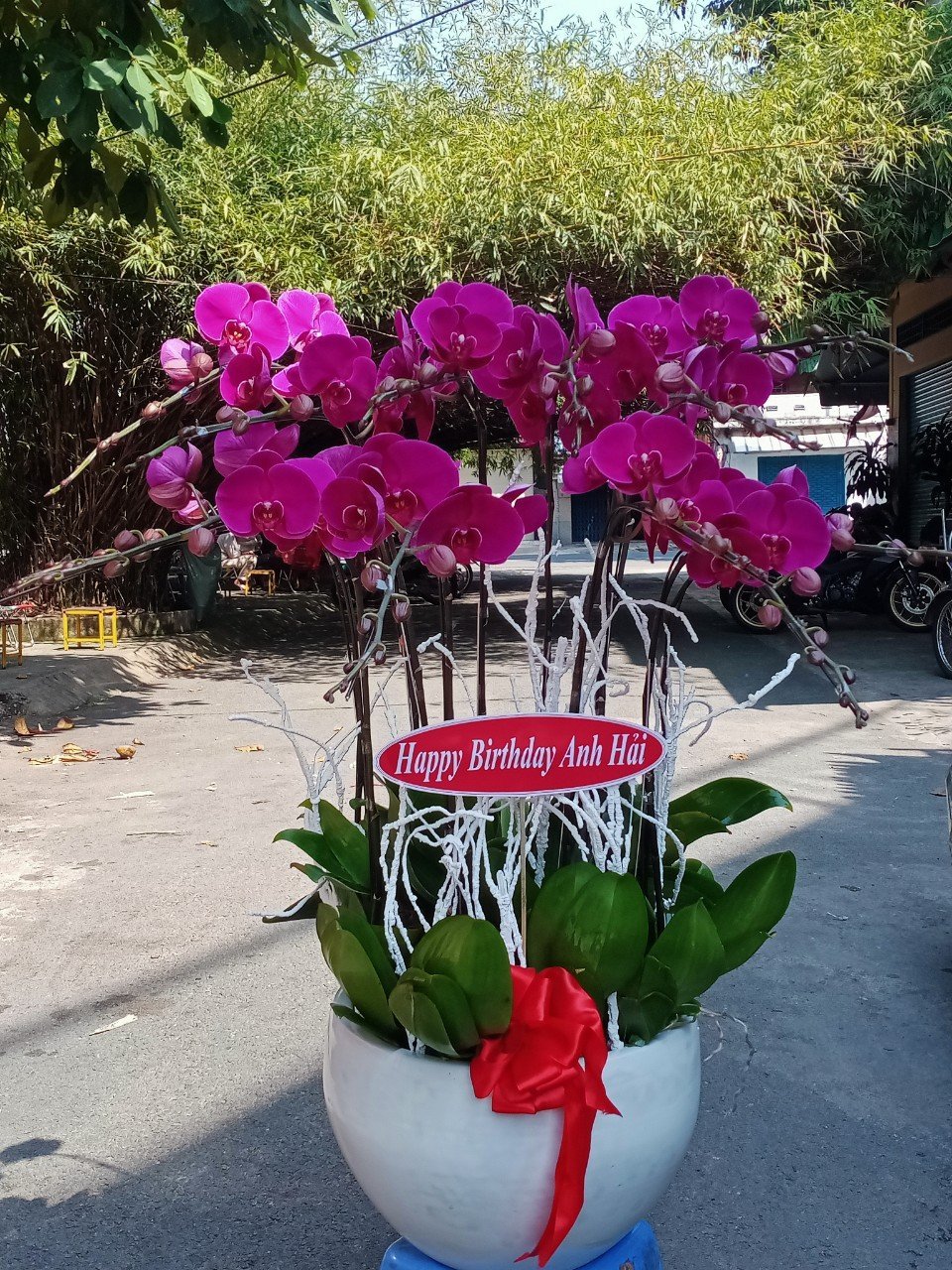 HOA LAN HỒ ĐIỆP 52