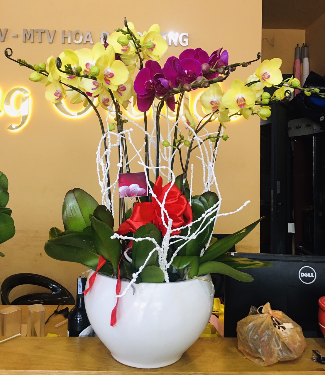 HOA LAN HỒ ĐIỆP 54