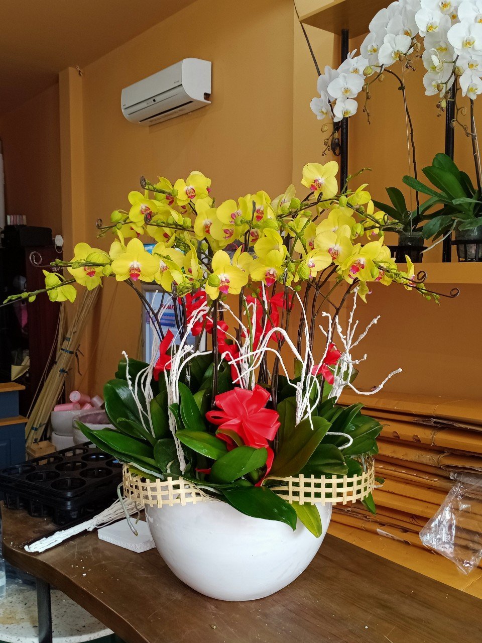 HOA LAN HỒ ĐIỆP 55