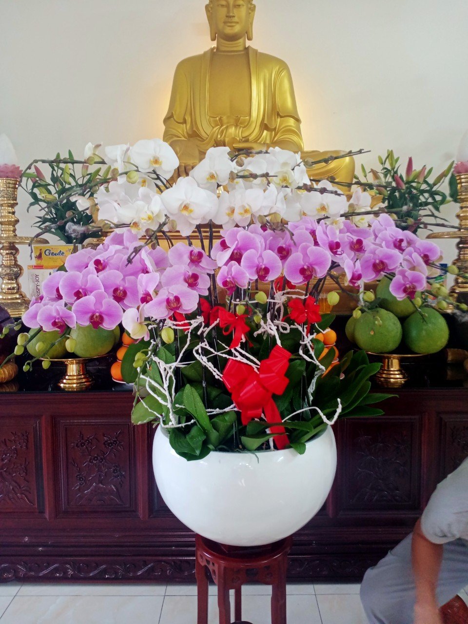HOA LAN HỒ ĐIỆP 56