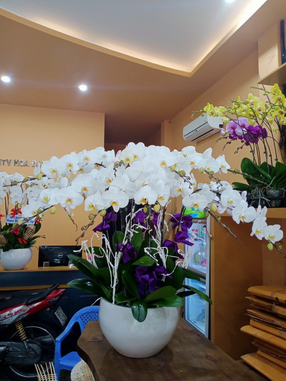 HOA LAN HỒ ĐIỆP 57