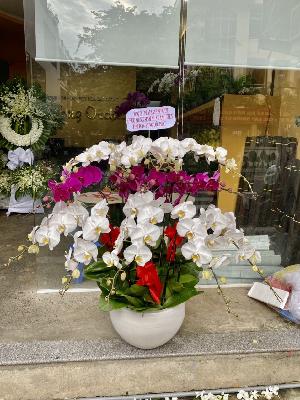 HOA LAN HỒ ĐIỆP 58