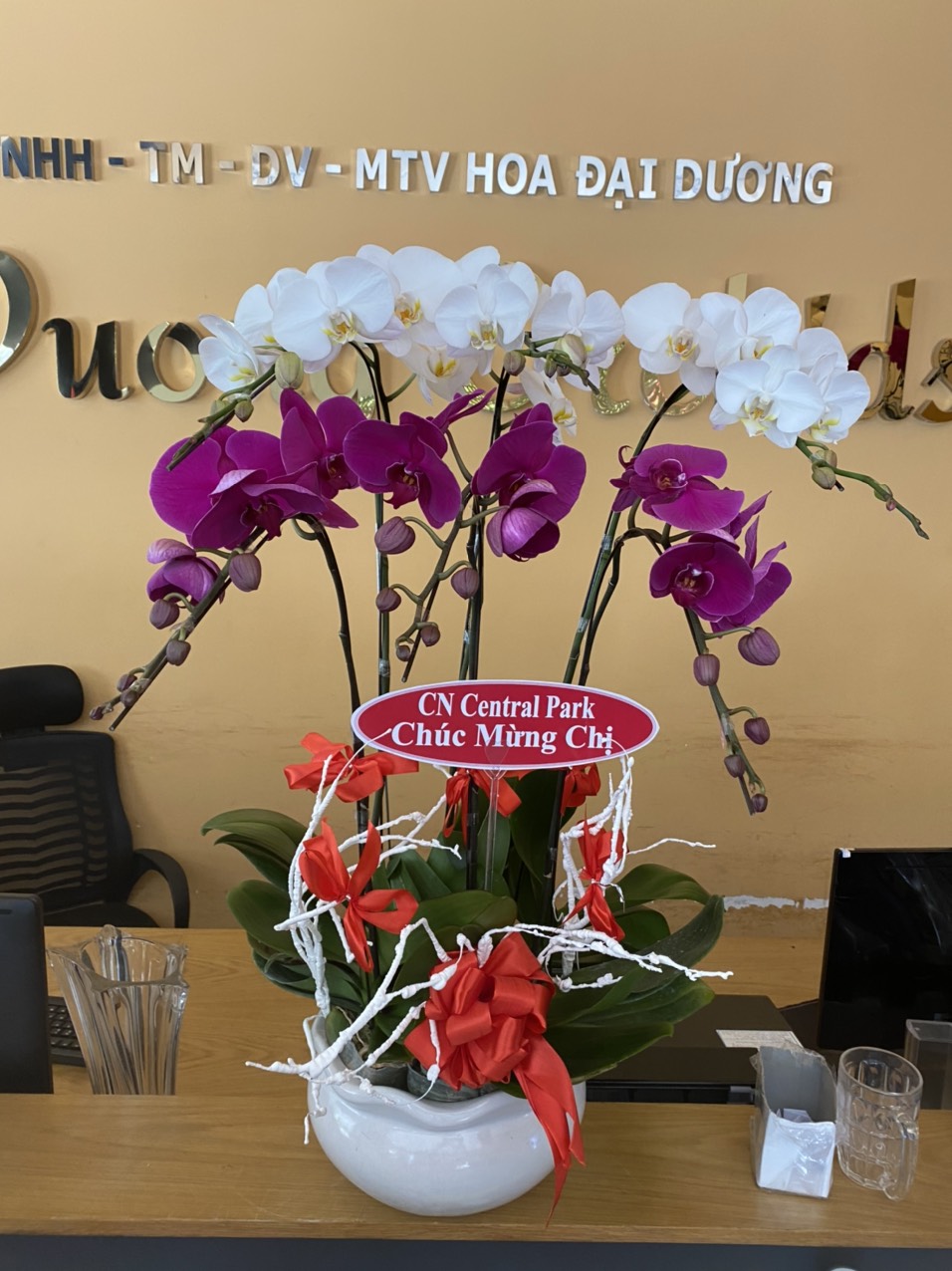 HOA LAN HỒ ĐIỆP 59