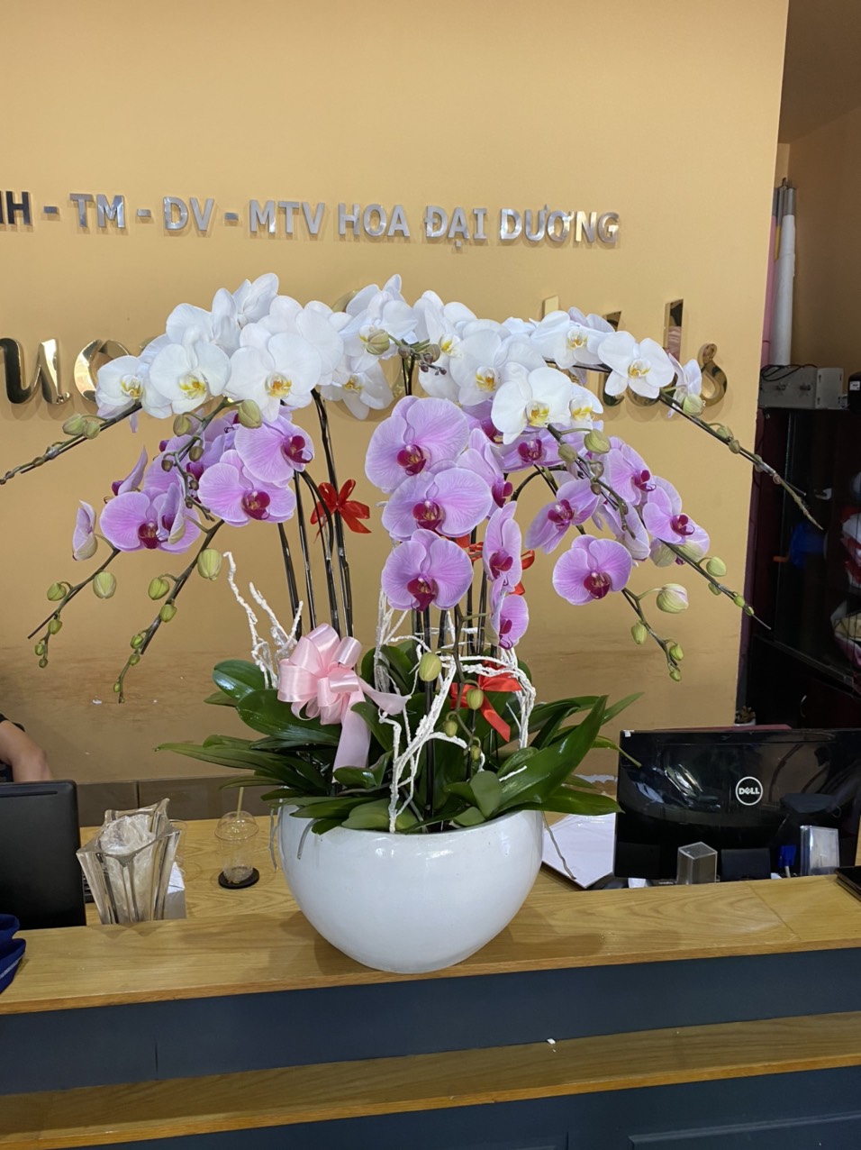 HOA LAN HỒ ĐIỆP 60