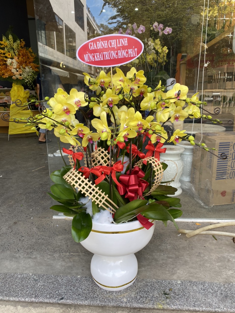 HOA LAN HỒ ĐIỆP 61