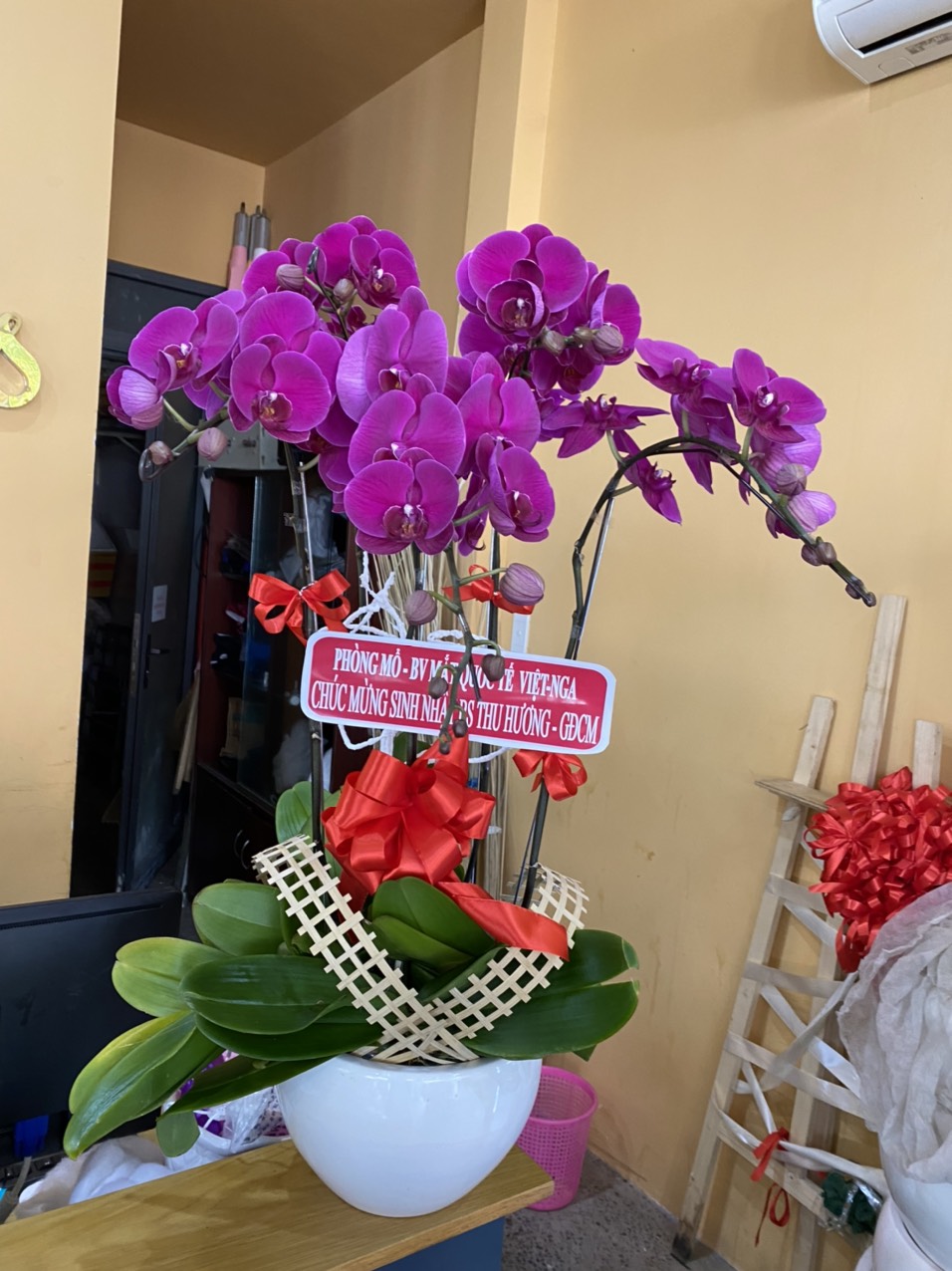 HOA LAN HỒ ĐIỆP 62