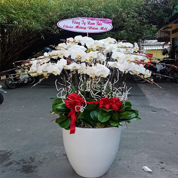Hoa Lan Hồ Điệp 66