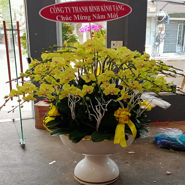 Hoa Lan Hồ Điệp 67