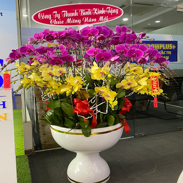 Hoa Lan Hồ Điệp 69