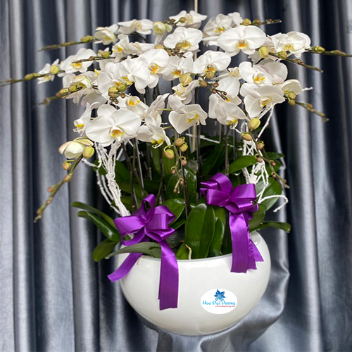 Hoa lan hồ điệp 73