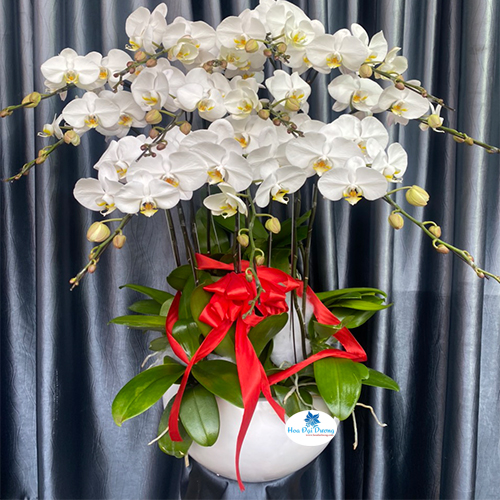 Hoa lan hồ điệp 76