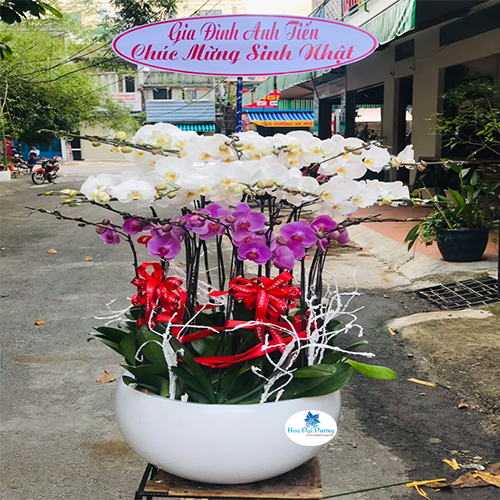 Hoa lan hồ điệp 78