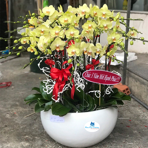 Hoa lan hồ điệp 79