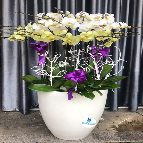 Hoa lan hồ điệp 80
