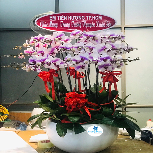 Hoa lan hồ điệp 82