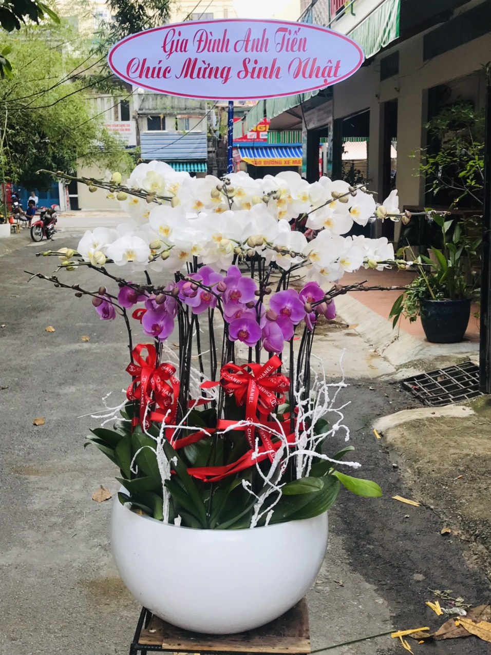 Hoa lan hồ điệp 83