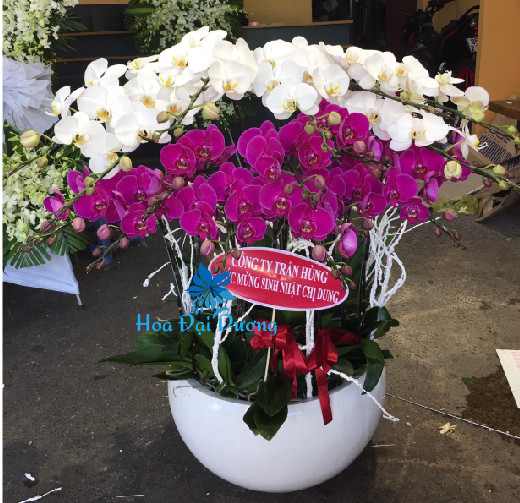 Hoa lan hồ điệp 85