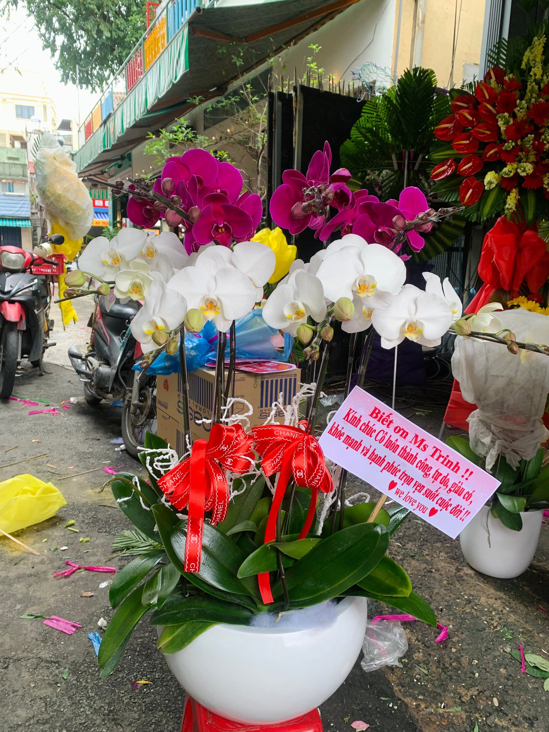 HOA LAN HỒ ĐIỆP 86