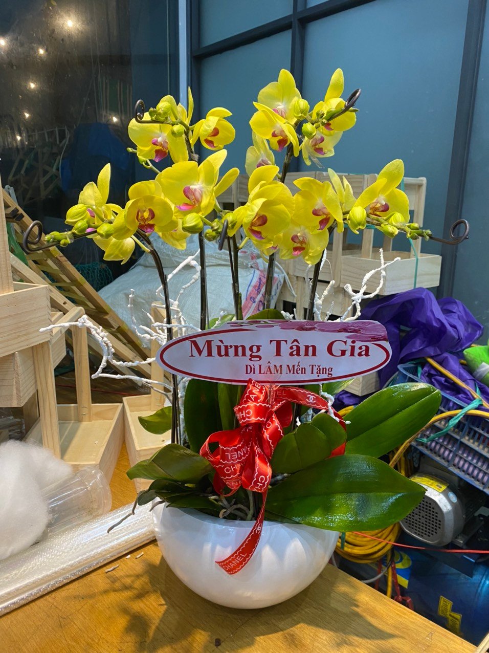 HOA LAN HỒ ĐIỆP 88