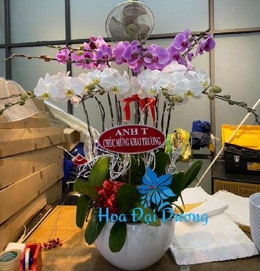 Hoa Lan Hồ Điệp 92