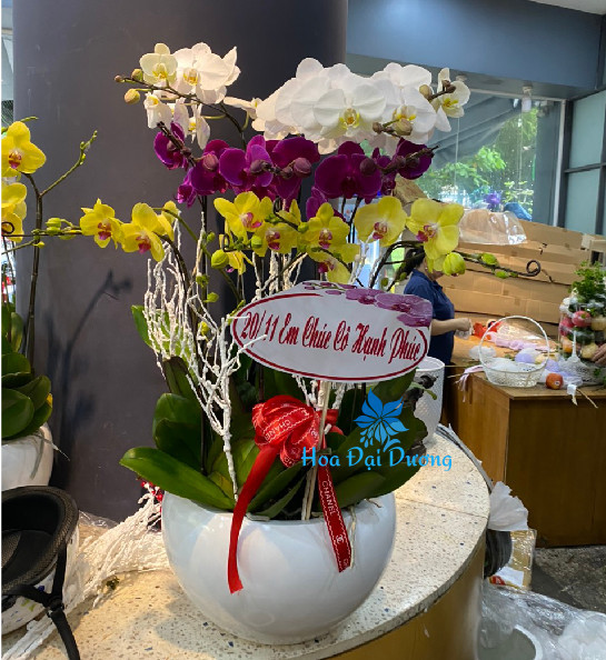 Hoa Lan Hồ Điệp 94