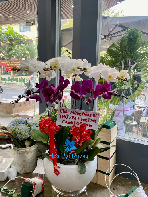 Hoa Lan Hồ Điệp 95