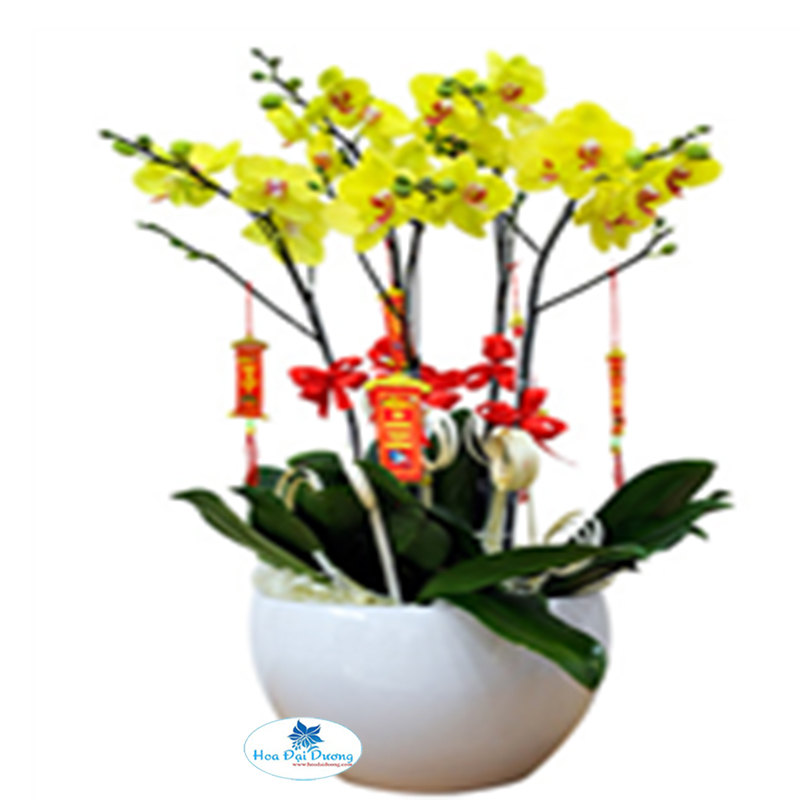 HOA LAN HỒ ĐIỆP 03