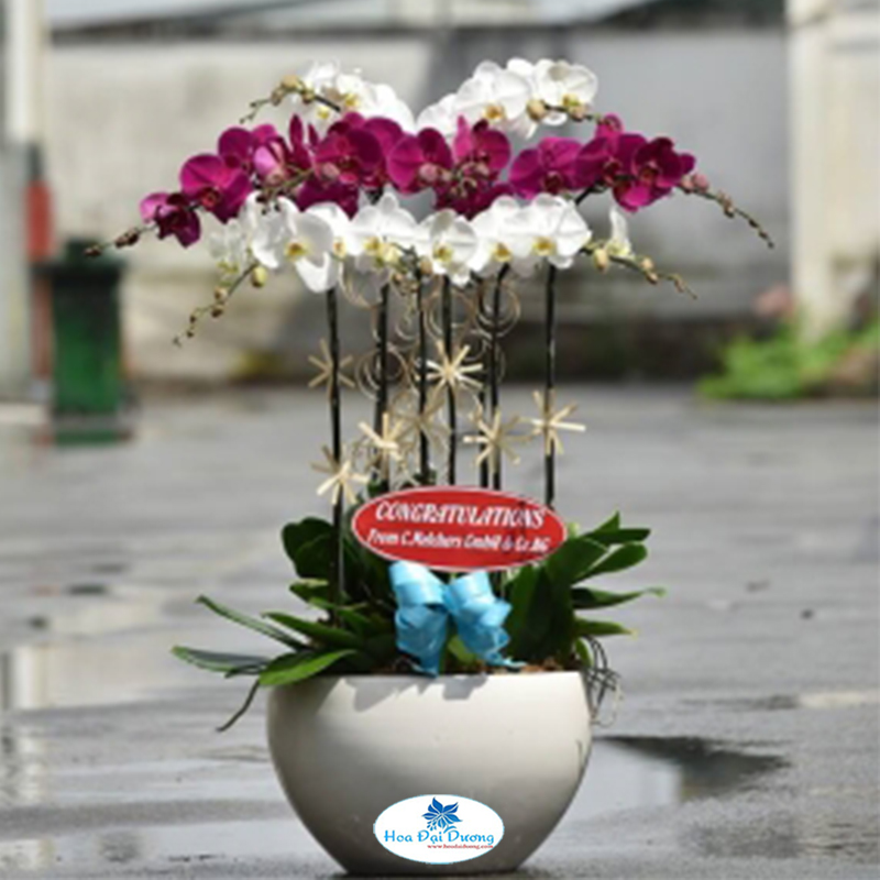 HOA LAN HỒ ĐIỆP 07