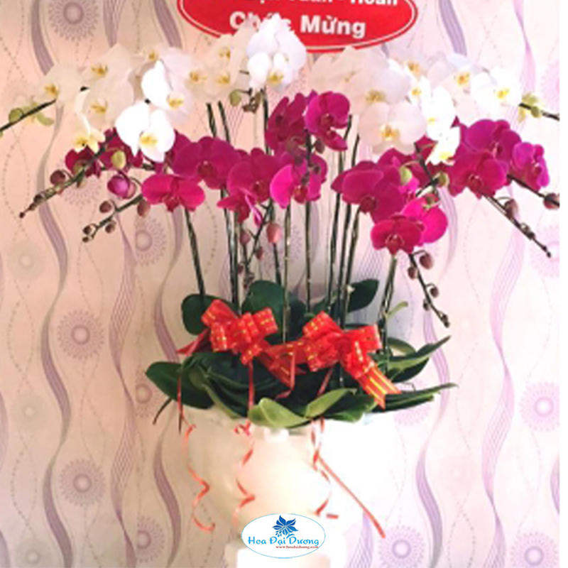 HOA LAN HỒ ĐIỆP 08