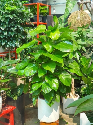 Trầu Bà Xanh Leo Cột