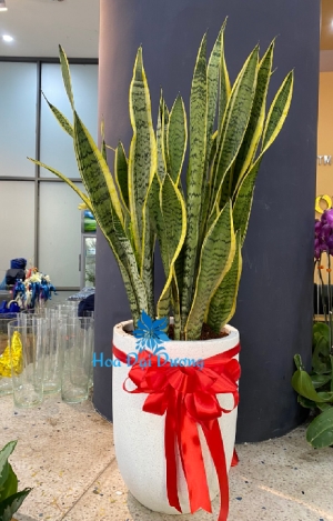 Cây Lưỡi hổ 3
