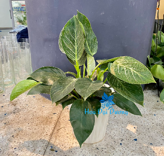 Trầu Bà Đế Vương Kim Cương